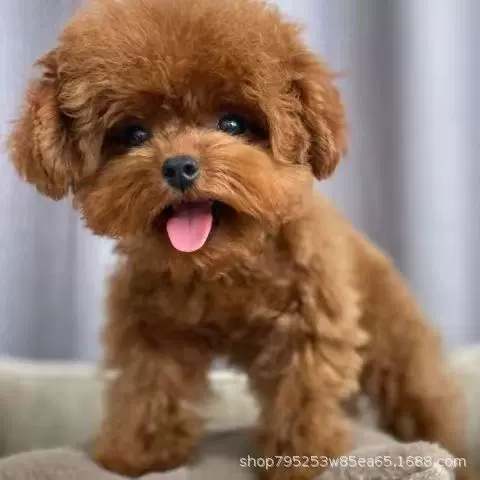 纯种灰泰迪幼犬小体纯物宠物活体泰迪犬长不大贵宾犬茶杯犬小狗