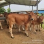 养殖改良生长黄牛黄牛