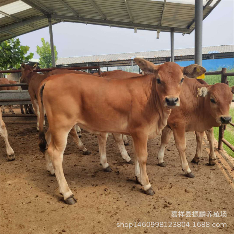 哪里卖改良鲁西黄牛五元改良牛小黄牛养殖3-6个改良肉牛犊价格