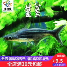 蓝鲨活体虎鲨淡水鲨鱼大型热带观赏鱼包活新手好养凶猛鱼龙鱼配鱼