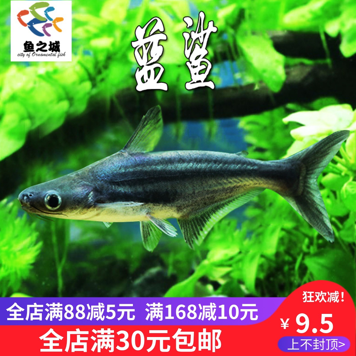 蓝鲨活体虎鲨淡水鲨鱼大型热带观赏鱼包活新手好养凶猛鱼龙鱼配鱼