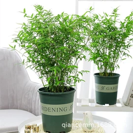 盆栽;种子;园林果树