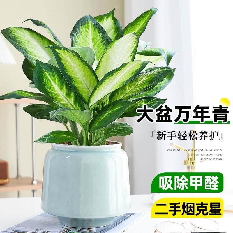 多头玫瑰苏菲宝贝蔷薇小玫瑰泡泡鲜花花束情人节云南基地直发