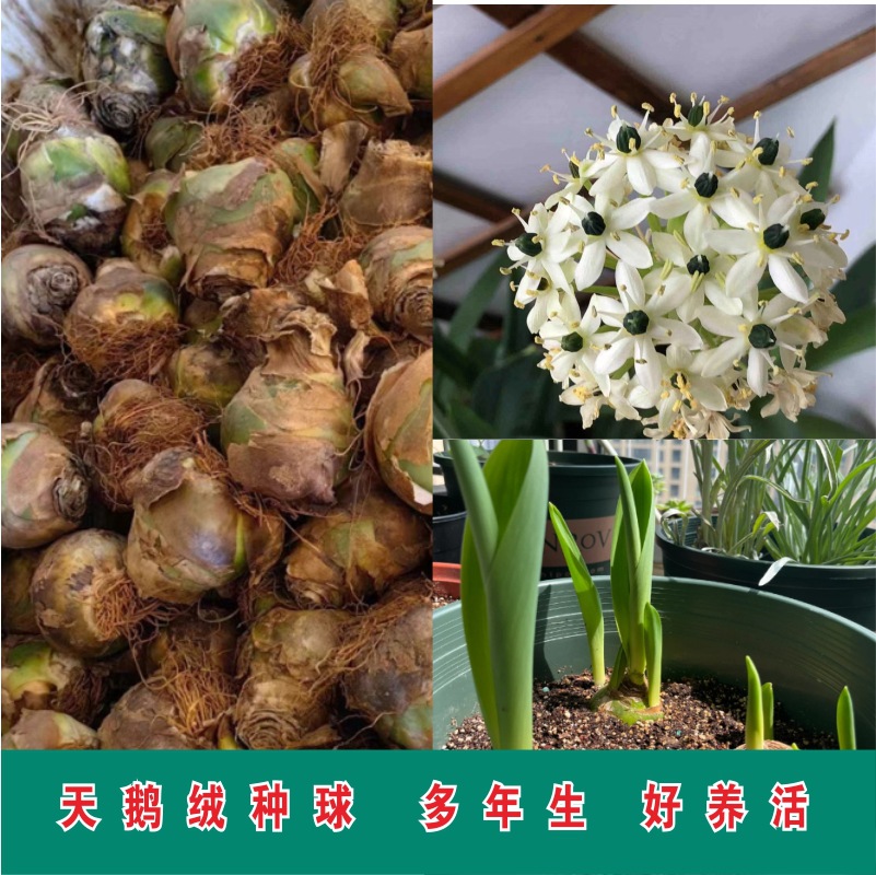 天鹅绒伯利恒之星种球 虎眼万年青雀梅圣心百合盆栽球茎植物