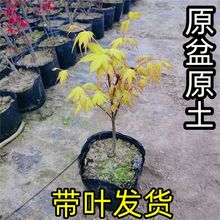 黄金枫蝴蝶枫嫁接庭院树苗绿植阳台室内盆景盆栽植物小苗矮化日本