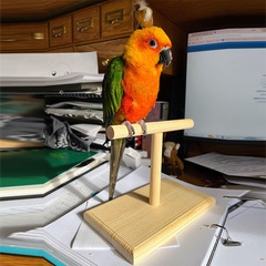 鳥のおもちゃのオウムの訓練のデスクトップのスタンドの松の木のスタンドの鳥のスタンドの棒の鳥の用品のおもちゃのオウムのおもちゃ
