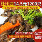 杜比亚蟑螂昆虫爬宠活饵饲料新成体繁殖组半斤中国