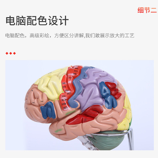 Brain model brain function regional color division model Human brain…
