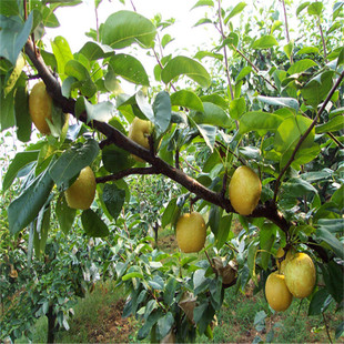 New Varieties of Grafted Pear Saplings, Fragrant Pear Golden Pear Saplings, Suitable for Planting in Pots and Ground Fruit Saplings in the South and North