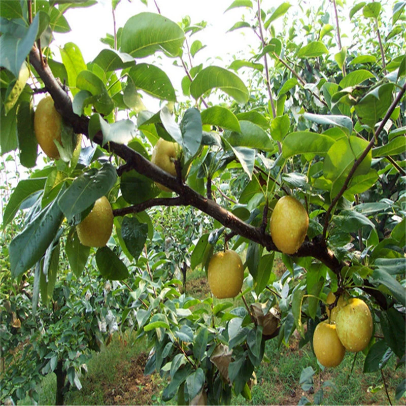 Новые сорта привитых саженцев груши ароматные саженцы груши золотые груши пригодные для посадки плодовых саженцев в горшках на юге и севере