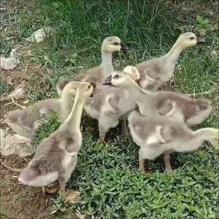 �Z������Z�������ڴ�N���Z������Ó�������l���۴�N���Z��r��