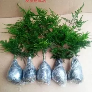 [文竹买送包活好养防辐射发财树绿萝室内绿植花卉盆栽需要阳台小文]