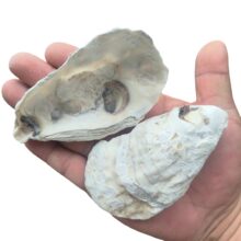 �羳��Ʒƽ�氼��ĵϠ���T�f��򺚤��ˇƷ�}�Q���b�DIY