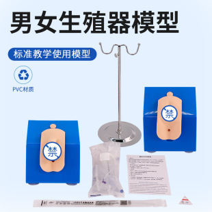 Dress -style men's and women's urinary model men's internal and external genitals and urine guide medical teaching training molds