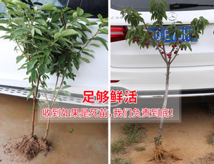 ������̫ƽ��t������� �Ի��ڷ�̫ƽ��t������ �����̻���ϵ