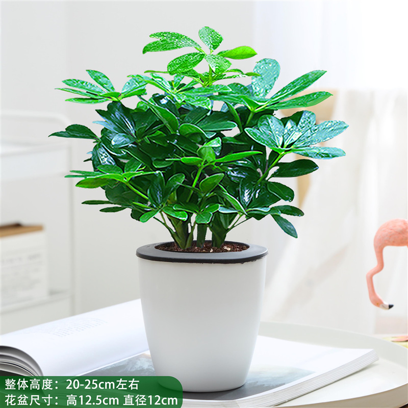 행운의 나무 4 개 25-30cm + 게으른 분지 + 영양 용액