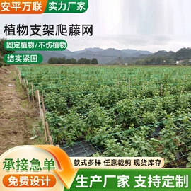 其他塑料网;农业塑料网;滤网