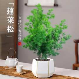 蓬莱松盆栽植物室内老桩花卉绿植招财水培好养活客厅迎客松小盆景