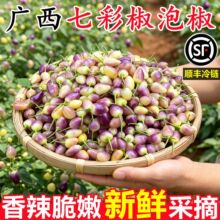 广西特产七彩椒泡椒腌制灯笼椒五彩椒樱桃小辣椒新鲜当季蔬菜整箱