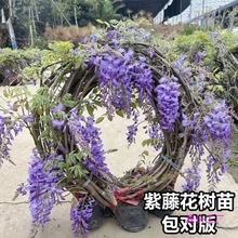 ���ٻ���������ֲ��ͥԺ�����ļ��_�����Ի���Gֲ�������������}