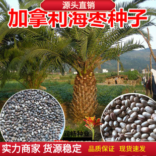 加拿利海枣种子长叶刺葵加拿利刺葵槟榔竹景观绿化树木种子抗冻树-阿里巴巴