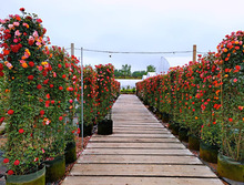 һ�����l�¼������ش��ٱ��¼�����GֲͥԺ�̨�Nޱ��õ�廨�ܲ�