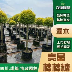 Bright Ligustrum Lollipop Seedlings Sichuan Landscaping Courtyard Thousand-Layer Gold Cone-Shaped Flower Mirror Landscape Plant