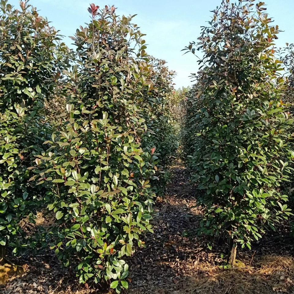 [Оптовые колонны из камня с красными листьями] Jiuzhou Red Leaf Stonebush Pillars 1m Red Leaf Stonebush Pillars 200см