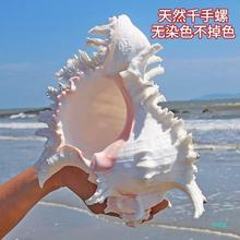 天然大海螺贝壳白千手螺家居摆件鱼缸造景水族箱装饰大贝壳海螺壳