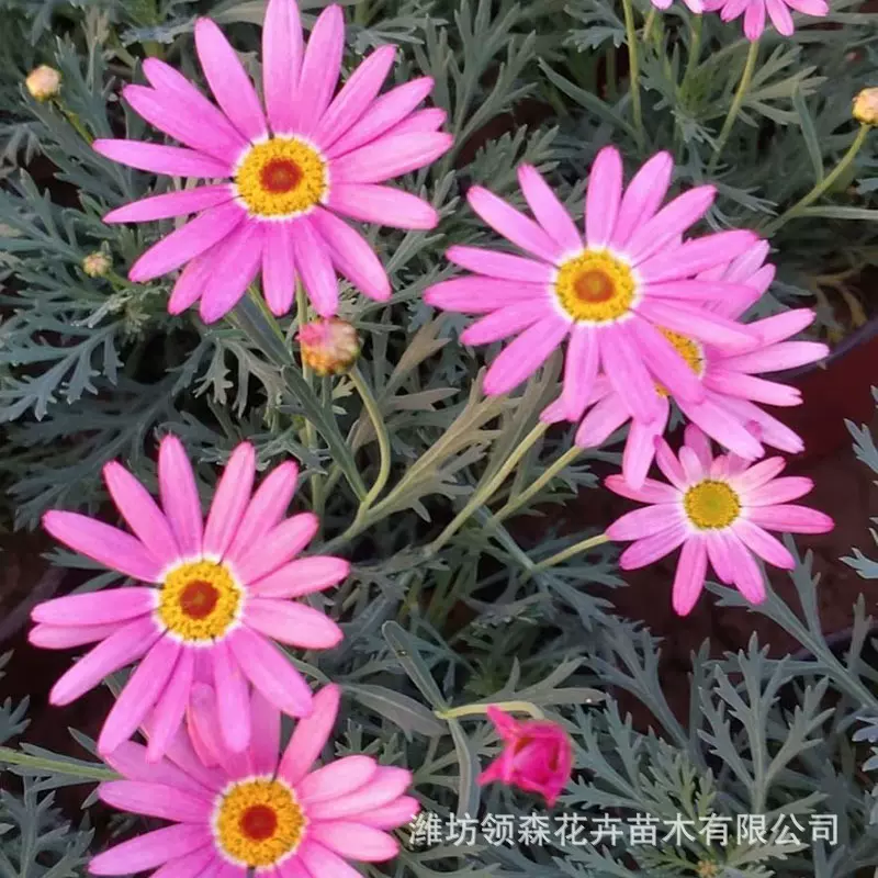 四季开花多年生花卉玛格丽特盆栽花苗绿植阳台庭院好养雏菊