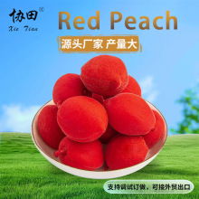 �S�����l�t�Ҹ� �t���Ҹɳ��ڛ������T�t�S�ҼtԒ÷�ɿɪ������b