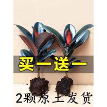 黑金刚橡皮树盆栽花卉植物室内客厅净化空气办桌面防辐射盆景绿植