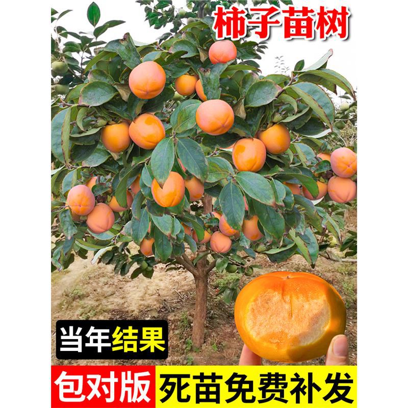 甜脆柿子苗冰糖心甜柿子树苗果树苗南北方种植嫁接果树苗柿子苗树