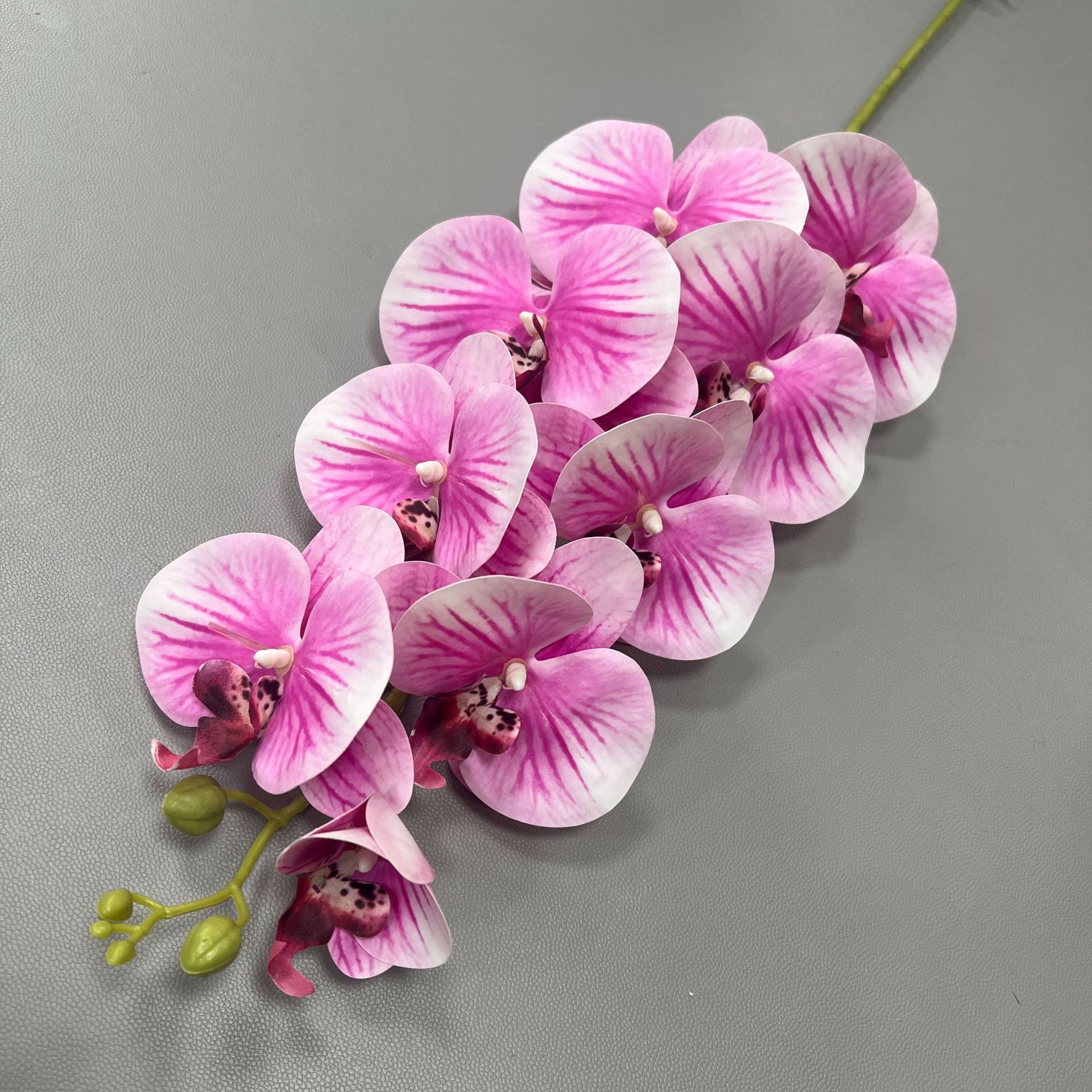 9 호접란-11