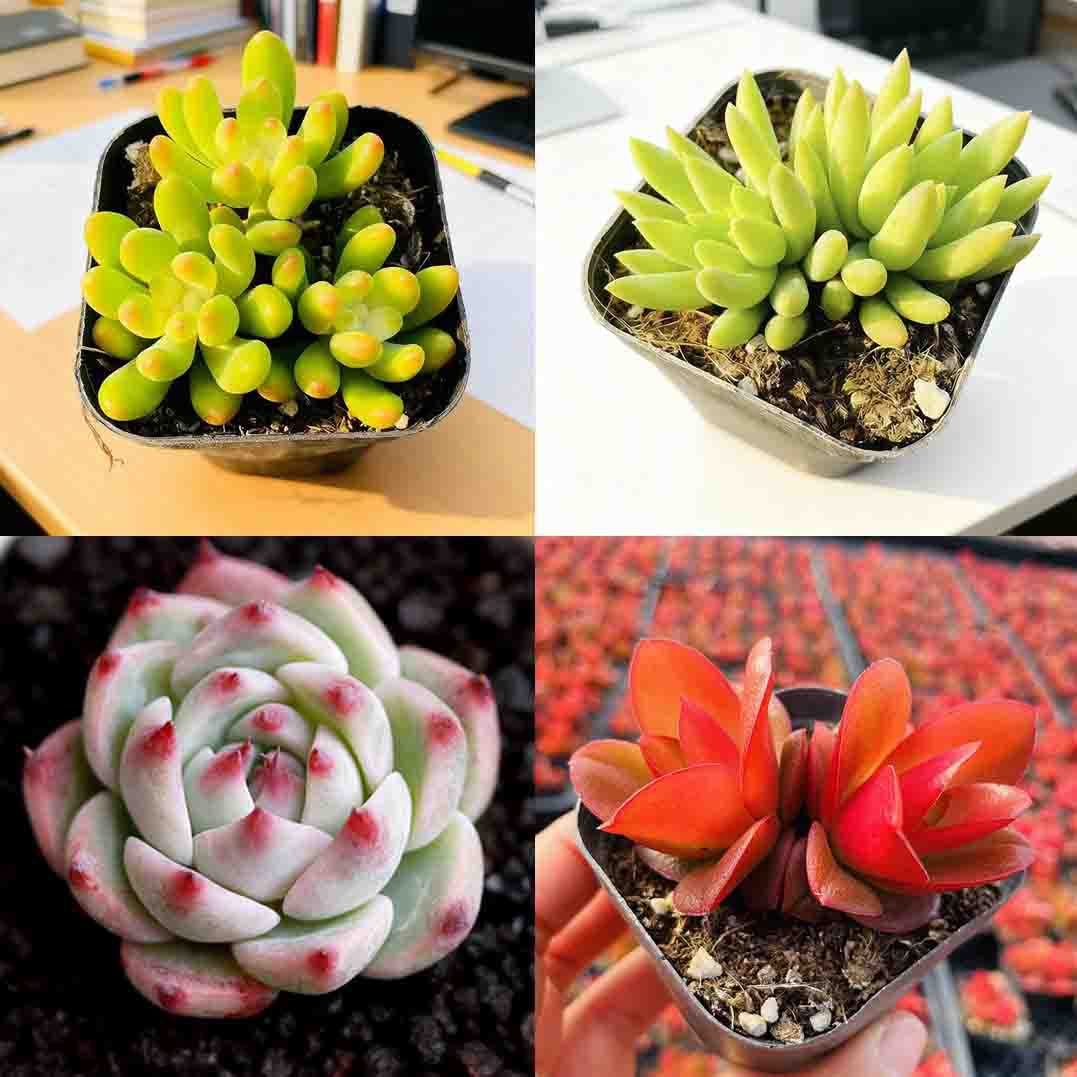 레몬핑거 + 천불손 + 치와와 + 불의 희생