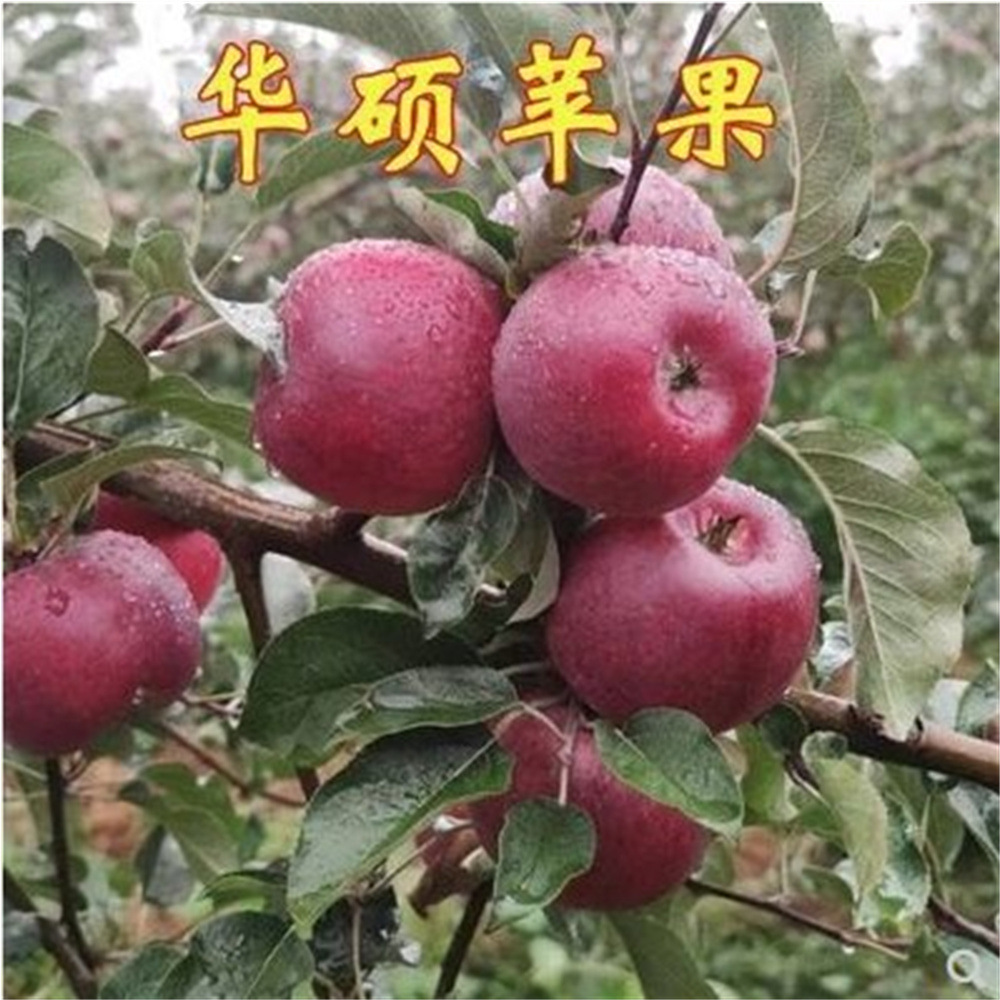 华硕嘎啦矮化苹果树盆栽地栽带嫁接南北方种植黑钻盆景当年结果苗