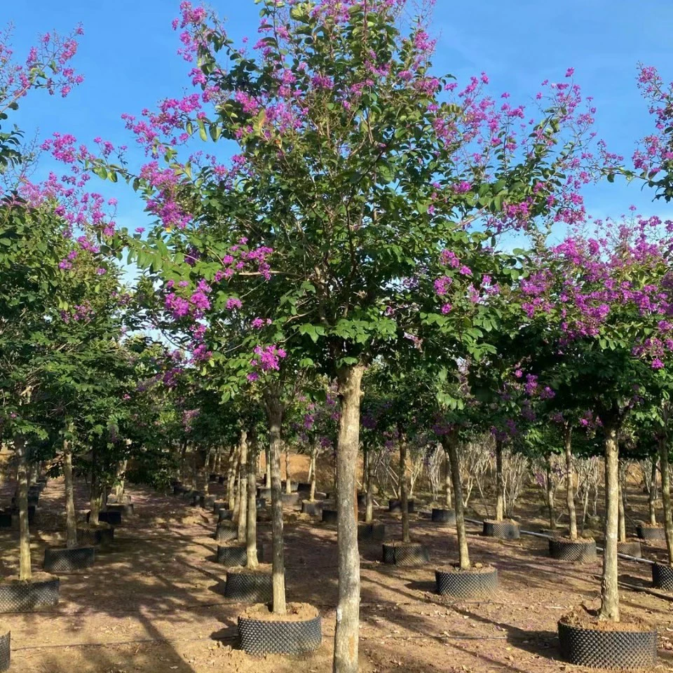 2202 база поставляет улучшенную середину Lagerstroemia indica 11-18cm