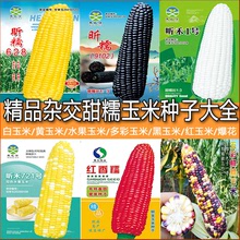 廠家直銷批發雜交大棒正規審定香甜糯玉米種子白黑黃水果玉米種子