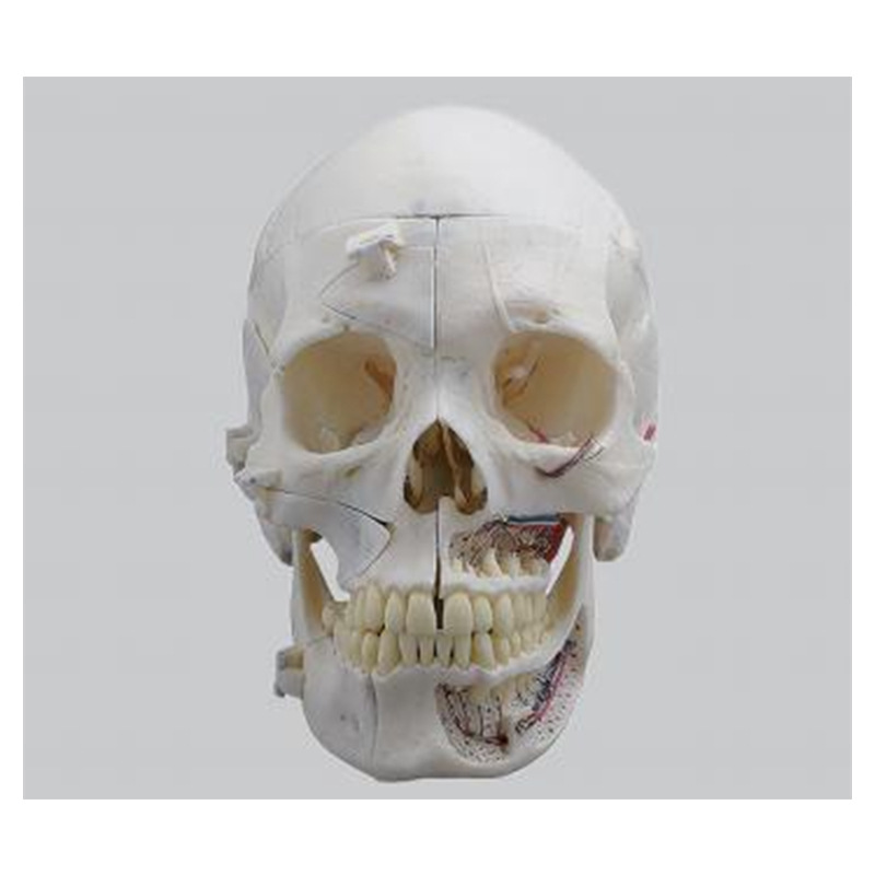 Modelo de simulación dental simple de modelo de práctica de enseñanza oral tipo reposacabezas modelo de cabeza simple de sujeción de mesa modelo de simulación de cabeza image 11