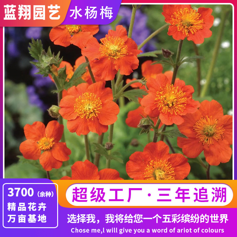 四季サボテンシード、路肩の緑の種子、多年生植物、景観緑化、手入れが簡単な種子、耐熱性|undefined