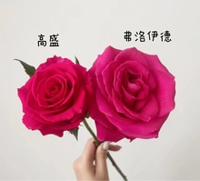 ���N��Ʒ�Nõ���¼��� �������� ��ʢ �������Z ��ԭ�t���|������