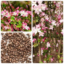 林木西府海棠种子垂丝海棠花种子八棱海棠种子山丁子种子砧木种子