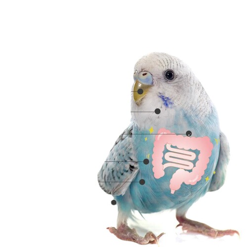 Budgie feed black phoenix bird food shelled yellow millet millet peony bird food five-color millet mixed bird food