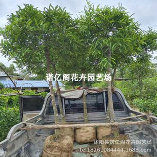 ���ڼ޽�̩��ɽ�����o���ļ��Y�����Ե����Ϸ������Nֲ����Y��