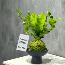 �����B��ާ̦�\���Pβާ�k�����������ԾGֲ�����՚���B��ֲ��