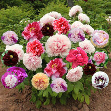 ߲ĵ玧ذļ_̨ͥԺֲ҃^