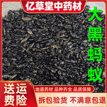 大黑蚂蚁 250克包邮拟黑多刺蚁双齿多刺蚁可磨粉请备注真货好
