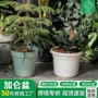 环球多肉标准简约加仑盆