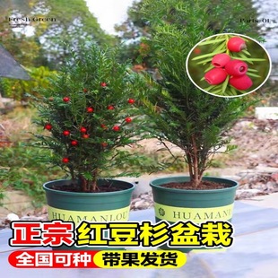 �t��ɼ���������ϱ����Nֲ�҃��⻨�ܾGֲ�辰ֲ���L���������