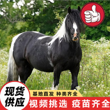 公园景区儿童骑乘矮脚马活体 出售国产迷你宠物马活体 未成年矮马